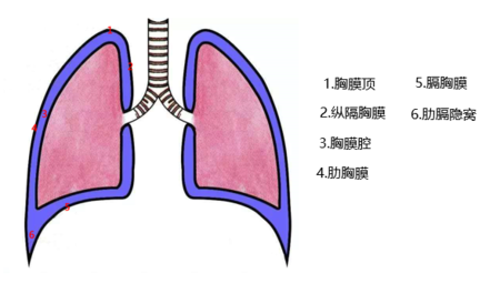 标志线 锁骨中线 腋中线 肩胛线 肺下界 第6