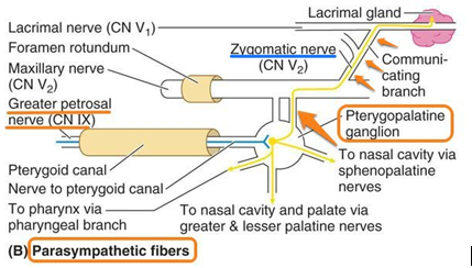 vii面神經由翼顎神經節發出的副交感節後纖維,經由zygomaticn.