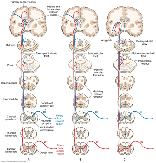 paleospinothalamic tract b. spinoreticular tractc.