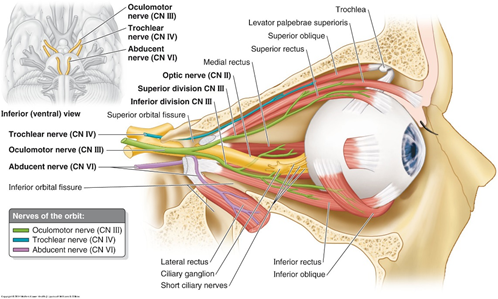 动眼神经解剖分布图图片